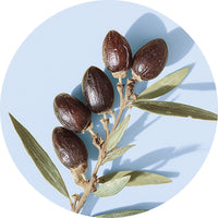 Jojoba Seed Oil